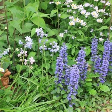 多年生草花種類|多年草とは？その種類や特徴と代表品種9種を紹介！。